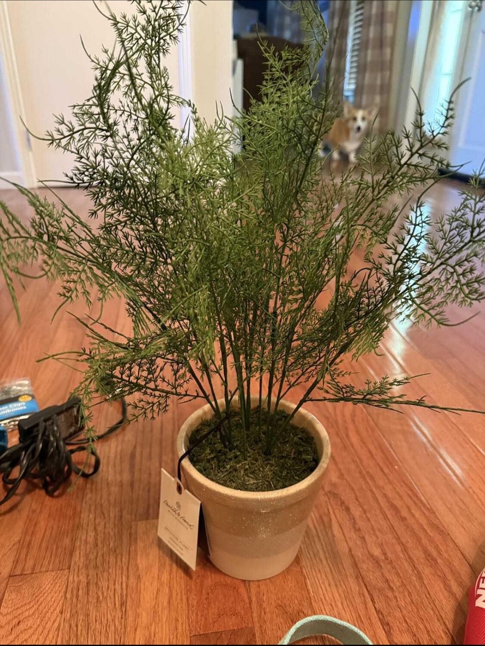 Hearth and Hand  Potted Asparagus Fern in Green - Home Accents